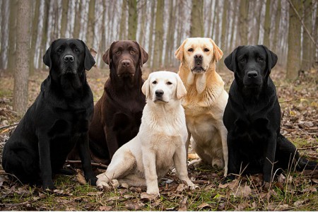 Labrador Retriver 