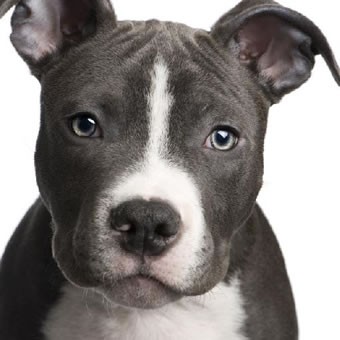 American Pit Bull Terrier 