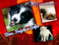 /album/nomes-dos-animais-dos-nossos-seguidores/pizap-com14387017562892-jpg/
