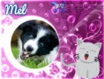 /album/nomes-dos-animais-dos-nossos-seguidores/pizap-com14387018868153-jpg/