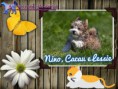 /album/nomes-dos-animais-dos-nossos-seguidores/pizap-com14387020428624-jpg/