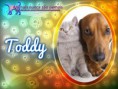 /album/nomes-dos-animais-dos-nossos-seguidores/pizap-com14387021407695-jpg/