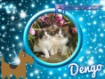 /album/nomes-dos-animais-dos-nossos-seguidores/pizap-com14387024652277-jpg/