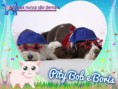 /album/nomes-dos-animais-dos-nossos-seguidores/pizap-com143870292733010-jpg/