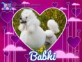 /album/nomes-dos-animais-dos-nossos-seguidores/pizap-com143870326213212-jpg/