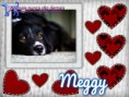 /album/nomes-dos-animais-dos-nossos-seguidores/pizap-com143870344027513-jpg/