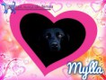 /album/nomes-dos-animais-dos-nossos-seguidores/pizap-com143870376631914-jpg/