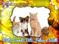 /album/nomes-dos-animais-dos-nossos-seguidores/pizap-com143870399805616-jpg/