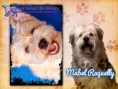 /album/nomes-dos-animais-dos-nossos-seguidores/pizap-com143870430998718-jpg/
