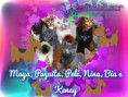 /album/nomes-dos-animais-dos-nossos-seguidores/pizap-com143870465120720-jpg/